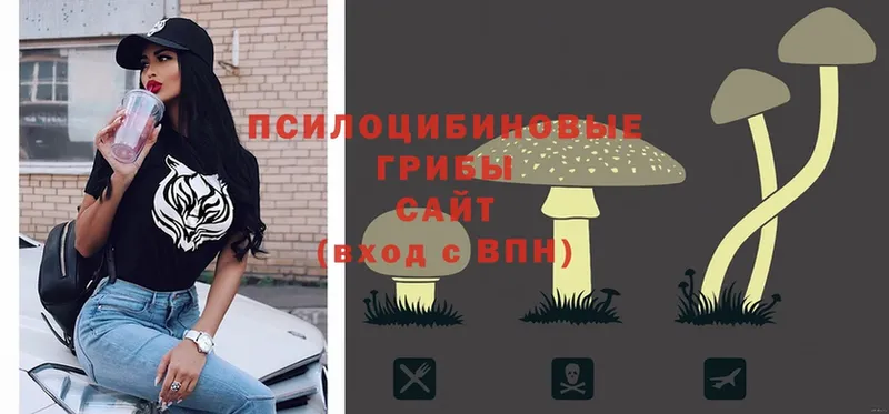 Галлюциногенные грибы Cubensis  где найти   Пугачёв 